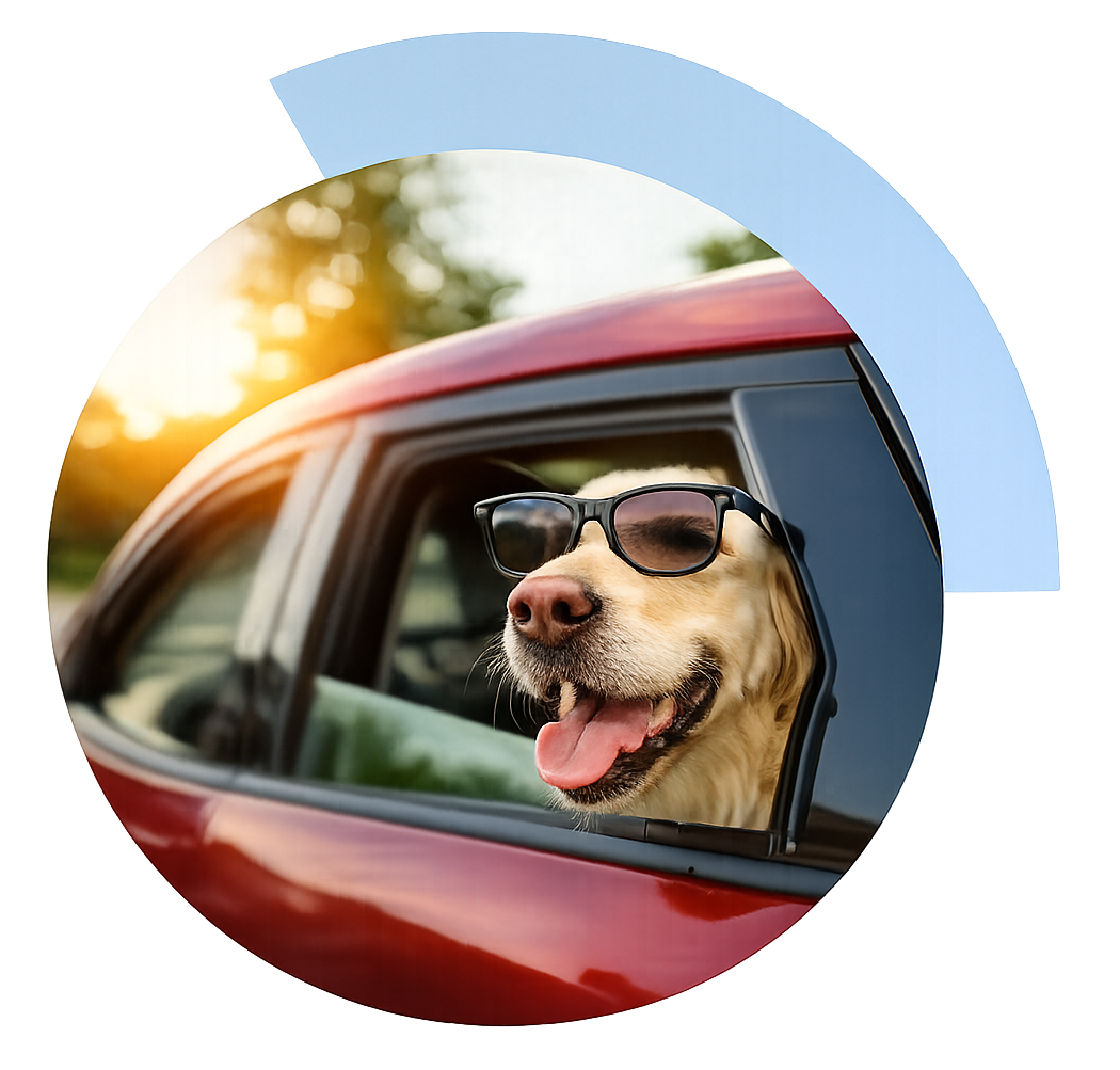 Happy dog enjoying a sunny ride